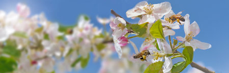 flowers blooming on an apple tree on blue sky background in springtime with bee full of pollenの写真素材