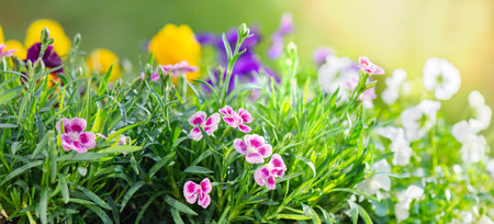 closeup up on beautiful colorful flowers of carnation and viola in flowerpot blooming in a gardenの写真素材