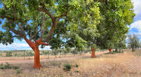red trunks of cork oak in line harvested from bark in a field in Portugalの写真素材