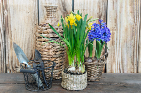 flower potted narcissus and hyacinth with a vase and gardening tools on a table on wooden backgroundの写真素材