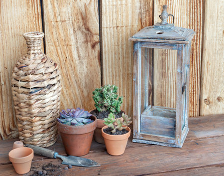 succulent plants potted on a table and against a wooden wall with home decoration objectsの写真素材
