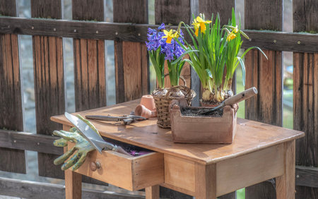 flowers potted daffodils and hyacinth with gardening tools on a wooden table on a terrace in front of fenceの写真素材