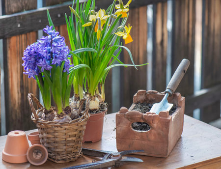 closeup on flowers potted daffodils and hyacinth with gardening tools on a wooden table in front of terrace fenceの写真素材