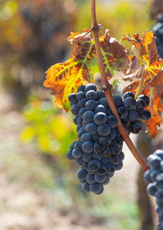 closeup on black ripe grape growing on vineyard among autumnal leaves in Sardinia Italyの写真素材