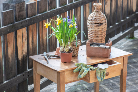 flowers potted daffodils and hyacinth with gardening tools on a wooden table on a terrace in front of fenceの写真素材
