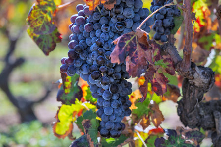 closeup on black ripe grape growing on vineyard in colored leaf in Sardinia Italyの写真素材