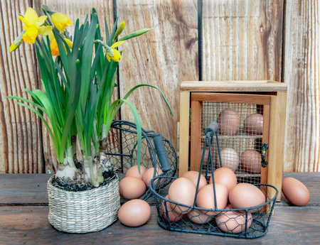 chicken eggs in little metal baskets and decorative box on a table in front with a daffodils flowers potted on a wooden wall backgroundの写真素材