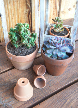 succulent plant potted with terracotta pots on a table on wooden backgroundの写真素材