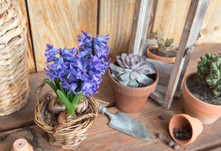 succulent plant potted and hyacinth with terracotta pots and shovel on a table on wooden backgroundの写真素材