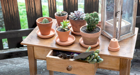 closeup on succulent plants in pot on a wooden table on a wooden terrace in front of fenceの写真素材