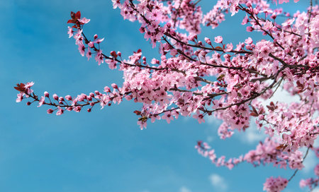 beautiful pink flowers on branches of prunus blooming at spring on the blue sky background