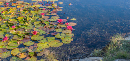 pond with pink water lily flowers blooming in rocky coast.の写真素材