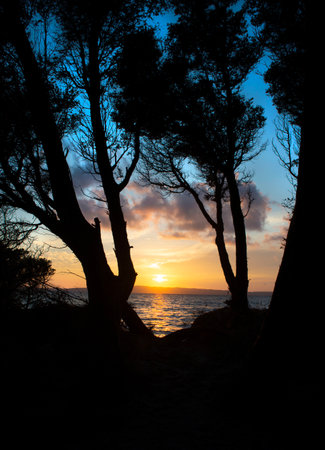 view on beautiful sunset over the sea between pine trees in front of the beachの写真素材