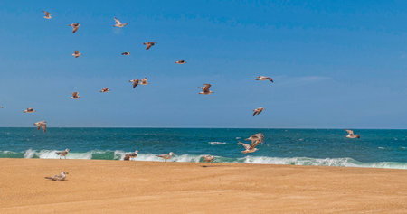 flying of seagulls in the blue sky above the sea on a Portuguese beachの写真素材