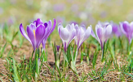 closeup on white and violet wild crocuses blooming in alpine meadow at springtime