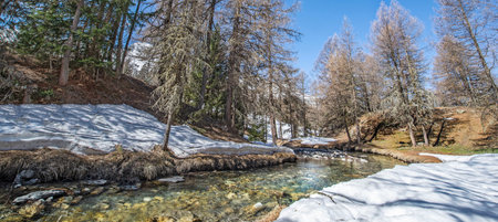 view of alpine river crossing a forest in mountain with some snow in tarentaise valley in Savoie...
