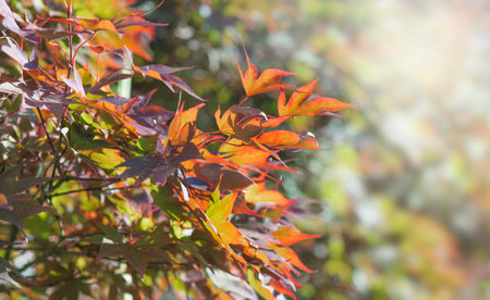 closeup on red leaf of a japanese maple tree in a garden with sunny light background