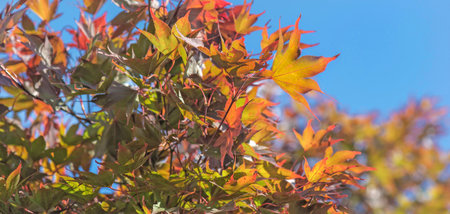 view of close of beautiful red leaf of a japanese maple tree under blue sky