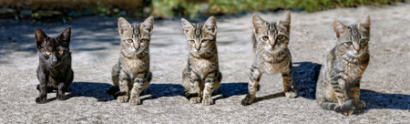 five cute kittens in line end looking at camera and standing outdoorsの写真素材