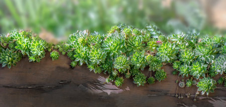 leaf of houseleek succulent plant falling over the wood of a planter box in a gardenの写真素材
