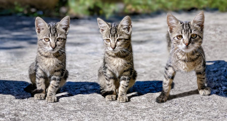 three cute kittens in line end looking at camera and standing outdoorsの写真素材