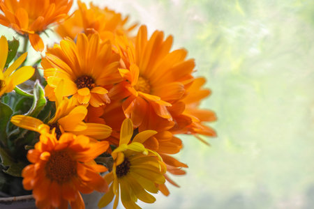closeup on beautiful marigold officinal flowers with bright colors orange and yellow defocused on blur backgroundの写真素材