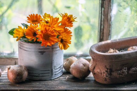 bouquet of orange and yellow marigold officinal flowers and bulbs placed on a plank near a glass of window in a garden shedの写真素材