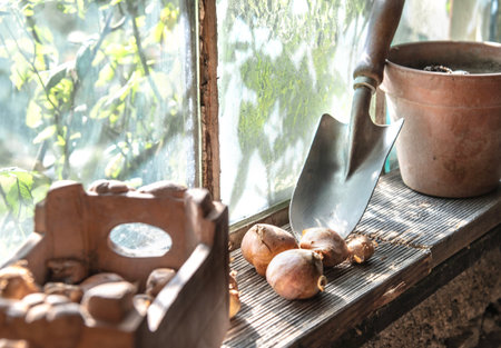 flower bulbs with flowerpot and garden shovel placed near a glass of window in a garden shedの写真素材