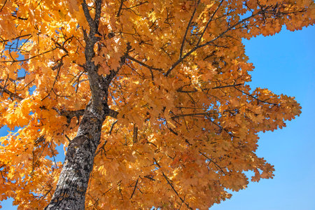 beautiful vibrant yellow maple tree with leaves illuminated by sunlight on clear blur sky background...