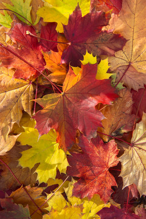 top view on heap of bautiful and colorful maple leaves forming an autumnal textured background