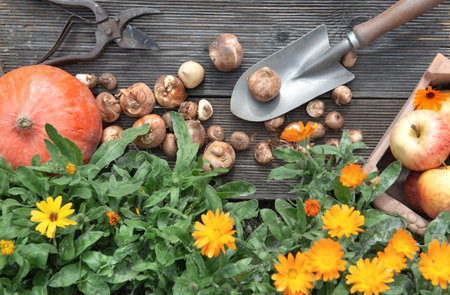 view directly above on bulbs put on a small shovel and part of orange squash and apples with marigold flowers on a plank in autumnの写真素材