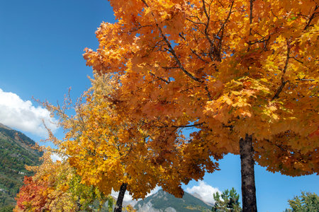 several beautiful vibrant colors of maple trees with leaves illuminated by sunlight with mountain background under blue skyの写真素材