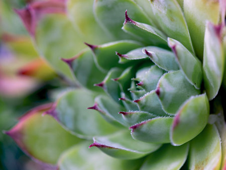 close view on green and fleshy leaf of succulent plant a houseleekの写真素材