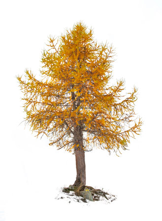 larch and its beautiful golden needles in autumn isolated on white backgroundの写真素材