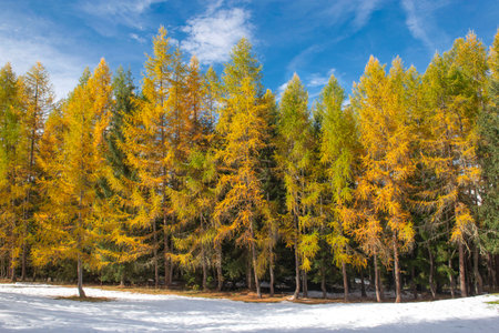 front view of the larches with golden autumn colors in an alpine forestの写真素材