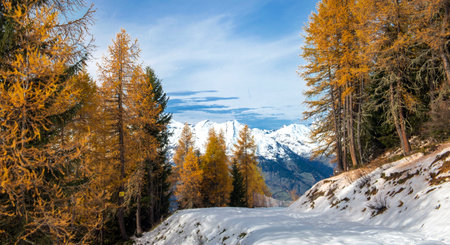 larch forest with golden needles bordering a path covered in snow and mountain peak in the...