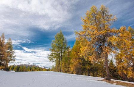 landscape of an alpine forest with larches in beautiful golden colors contrasting with the white of the snowの写真素材