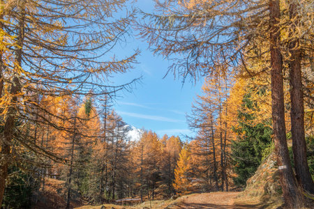 forest of larch trees in beautiful golden colors with branches under blue sky in Tarentaise, Savoie Franceの写真素材