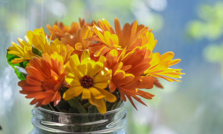 closeup on beautiful marigold officinal flowers with bright colors orange and yellow defocused on...