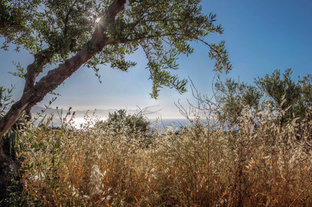 morning light on a field of wild grass and sun crossing the branches of an olive tree above the sea...