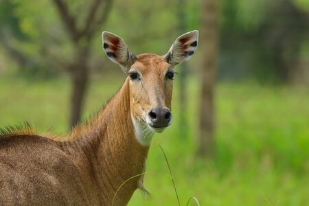Portrait of a Blue bull largest antelope in India  also called Nilgai standing in the grassland in forest of Rajasthan Indiaの写真素材