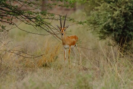 A lone Indian gazelles also called chinkaras with long and pointed horns standing under a tree during a hot summer evening at Rajasthan Indiaの写真素材