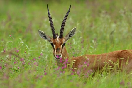 Indian gazelle chinkara antelope with pointed horns standing amidst green grass and flowers at Rajasthan Indiaの写真素材