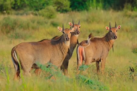 Selective focus photo of a group of Blue bulls also called Nilgai the largest antelope found in Indian subcontinent  at Rajasthan Indiaの写真素材