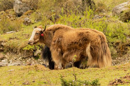 photos of long haired brown and black yak found in the higher reaches and regions  of the Himalayas and the Tibetan plateaus.の写真素材