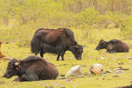 photos of long haired brown and black yak found in the higher reaches and regions  of the Himalayas and the Tibetan plateaus.の写真素材