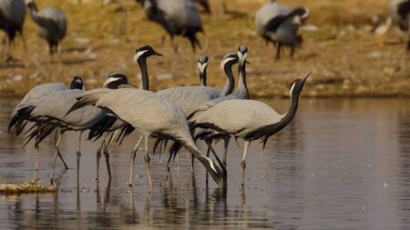 A flock of demoiselle cranes drinking water in a lake near Jodhpur IN Rajasthan Indiaの写真素材