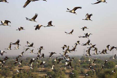 Large flocks of demoiselle cranes also known as grus virgo  flying over their migrating ground during their winter migration near Jodhpur in Rajasthan India on 24 February 2018の写真素材