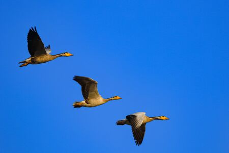 Three bar headed goose flying in a symmetry with blue sky in the background at Jawai, Rajasthan in Indiaの写真素材