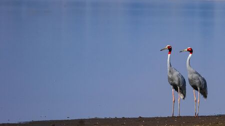 A pair of beautiful Sarus Cranes standing tall together and looking at the same direction at the wetlands of Jawai with water in the background at Rajasthan in Indiaの写真素材